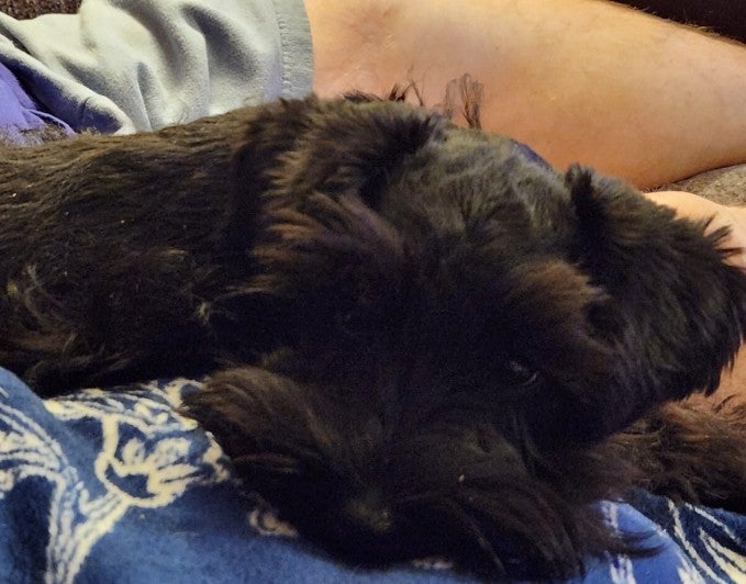 Savannah Amarillo Tx Miniature Schnauzer Puppy Swann Animal Clinic Savannah Amarillo Tx Miniature Schnauzer Puppy Swann Animal Clinic