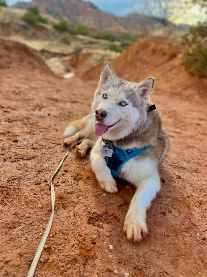 Shasta Aguirre, Swann Animal Clinic patient