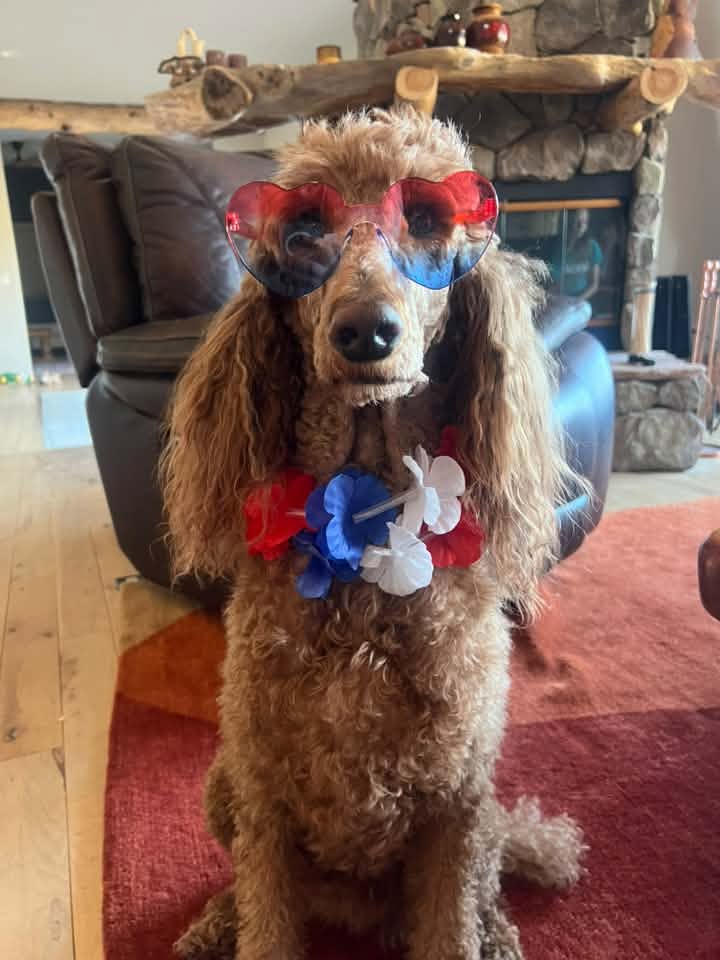 Patriotic Poodle Swann Animal Clinic Patriotic Poodle Swann Animal Clinic