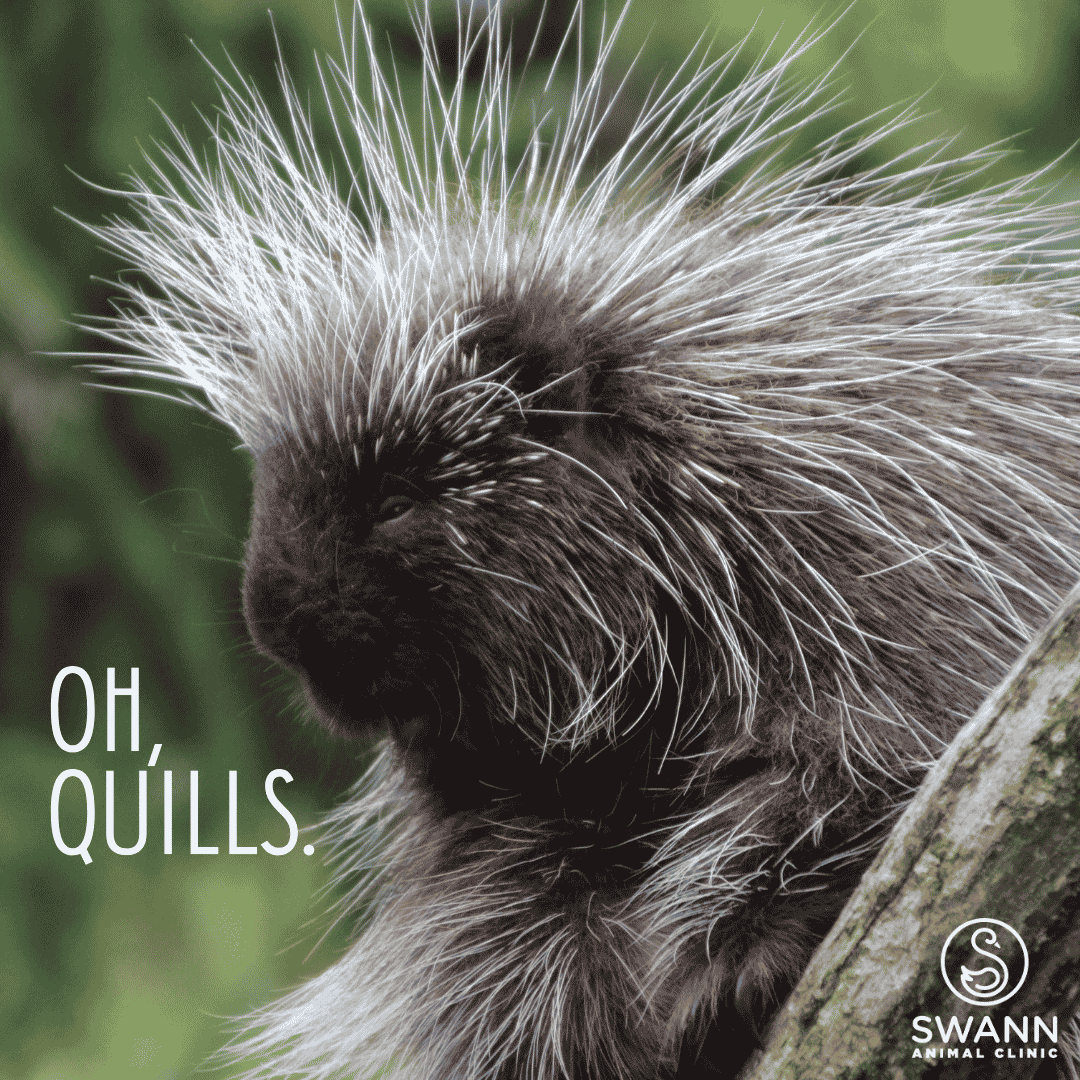 Porcupine Quills Vet Visit Amarillo Tx
