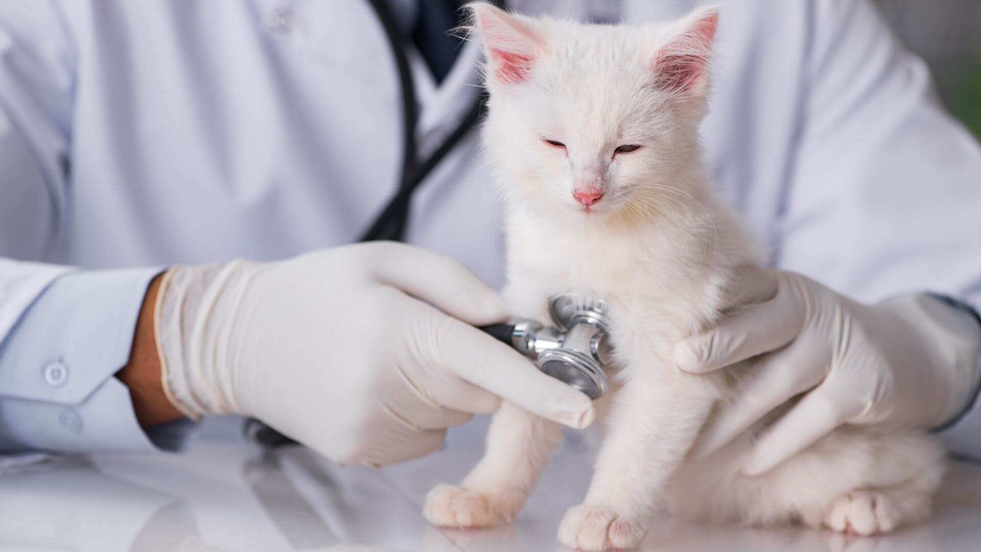 Swann-animal-clinic-redesign-images-1