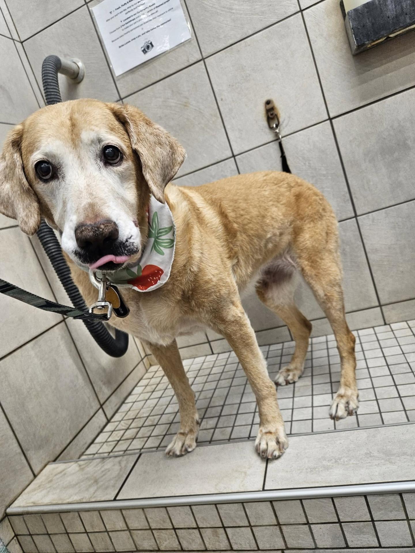 Christian, Swann Animal Clinic patient