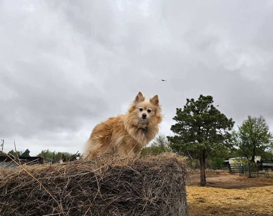 Swann Animal Clinic patient