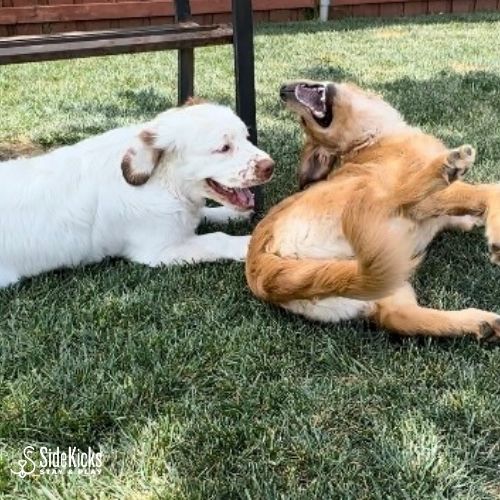 Amarillo Pet Friendly Events