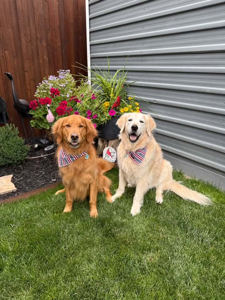 Walker and Gunner Lewis, Swann Animal Clinic patients