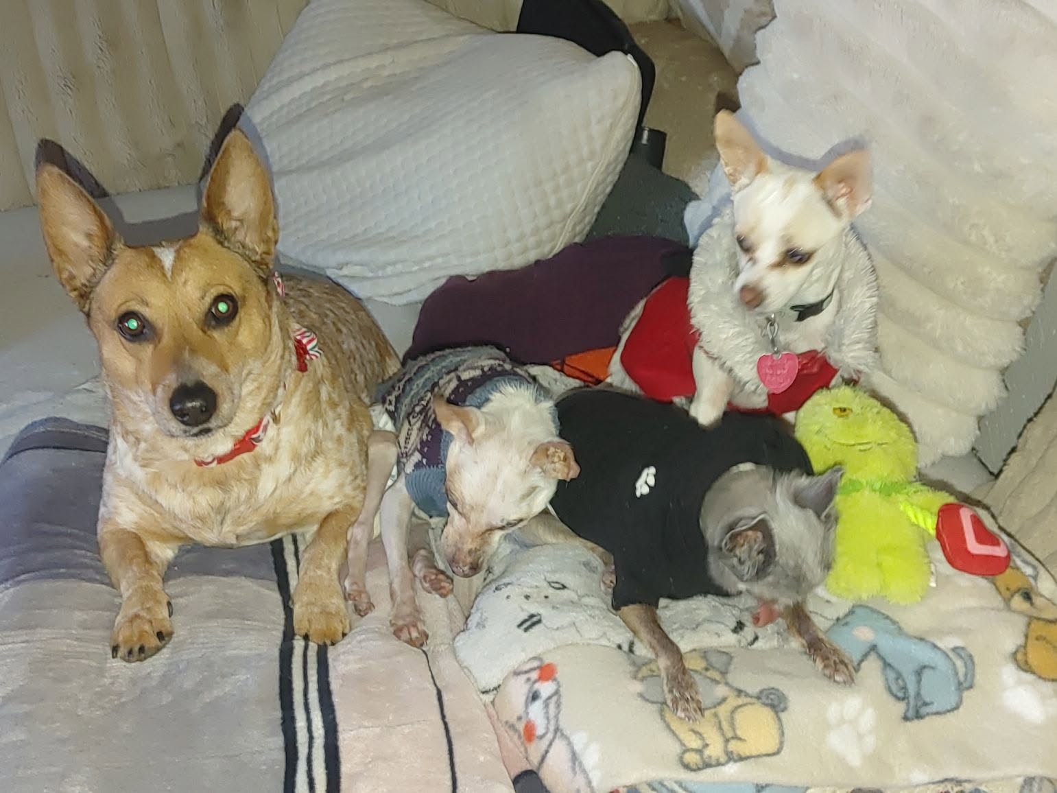Swann Animal Clinic patients
