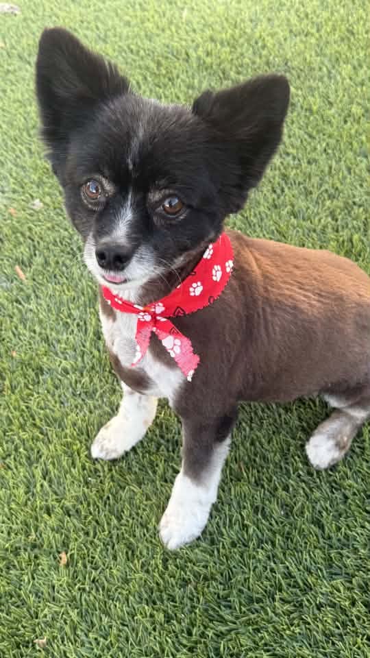 Bandana Bandana