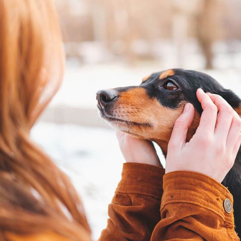 closeup-of-owner-showing-affection-to-dog