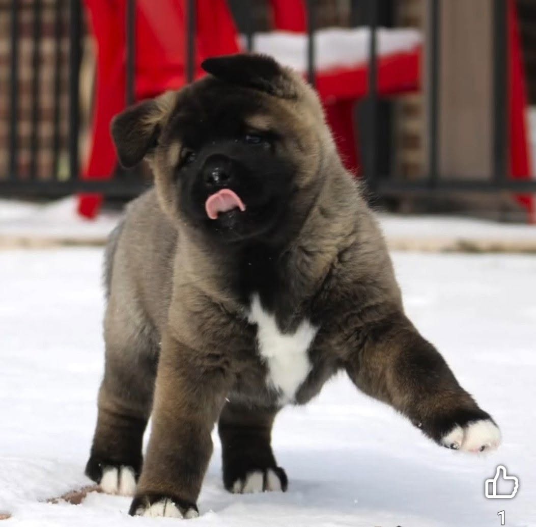 Sparks Puppy