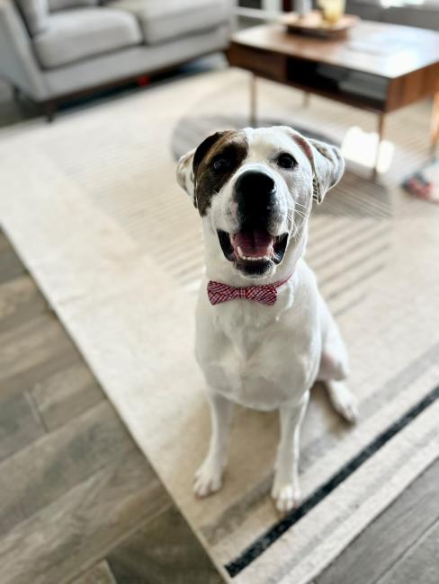 Top Rated Animal Clinic in Amarillo, TX Swann Animal Clinic