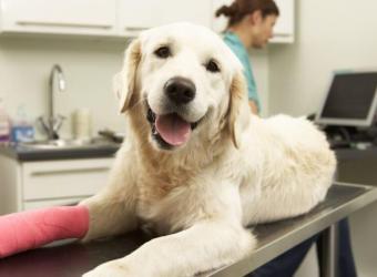 Parvo, Can Your Pet Survive It?