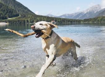 What You Need To Know About Kennel Cough