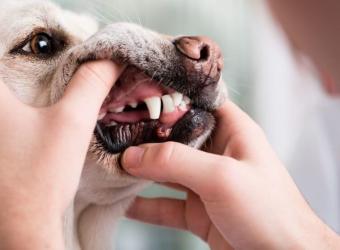 How To Tell if Your Pet Is Due for a Dental Cleaning