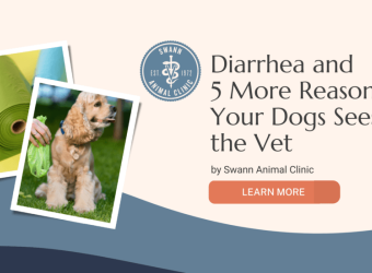 Diarrhea and 5 More Reasons Your Dogs Sees the Vet