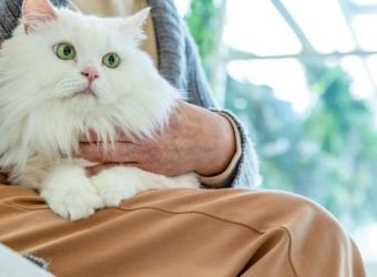 Dr. Enevoldsen Discusses Common Household Items Toxic to Your Pets