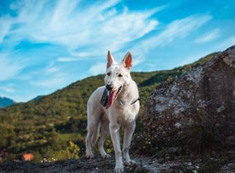 Why Heartworm Preventative Is a Vital Part of Maintaining Your Pet’s Health