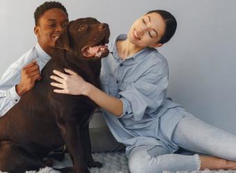 How To Keep Your Pet Safe and Stress-Free This 4Th of July