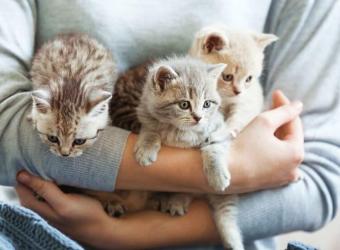 Online Pharmacies, Are You Doing What Is Best for Your Pet?