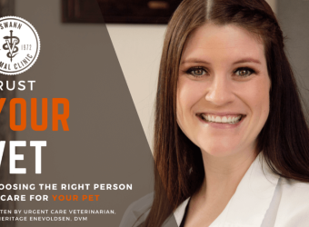 Trust Your Vet – Choosing the Right Person To Care for Your Pet