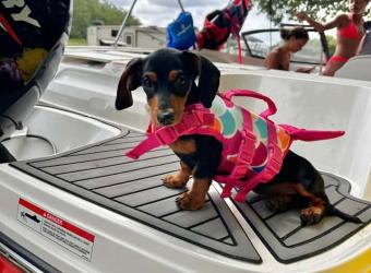 8 Summertime Hazards Pet Owners Need to Have on Their Radar
