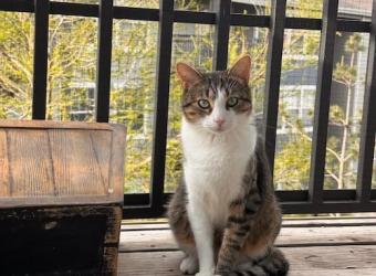 9 Common Houseplants Poisonous to Your Pet