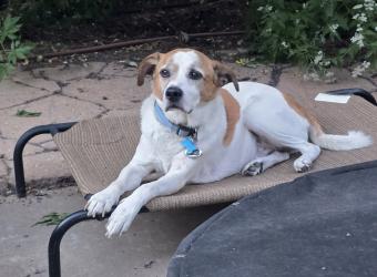 8 Tips for Pet Proofing Your Yard for Spring and Summer
