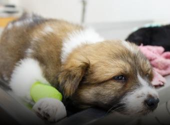 Parvo, Can Your Pet Survive It?