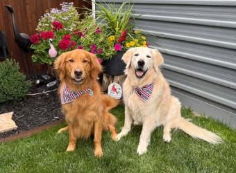 Pet Poison Prevention Week: Spring Flowers, Cleaning, and Other Toxic Items For Cats and Dogs