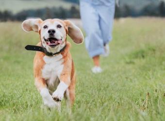 Battling Tick-Borne Diseases: A Focus on Ehrlichiosis and Anaplasmosis