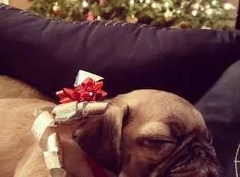 I Got a Puppy for Christmas! Now What?