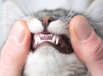 Pet Dental Month