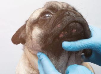 Phovia Fluorescent Light Therapy: A Breakthrough in Pet Dermatological Care