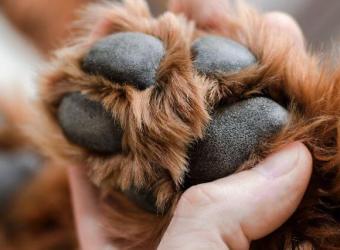 Paw Pad Burns: How They Happen & What You Can Do About Them